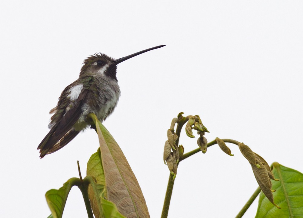 Long-billed Starthroat - ML205993771