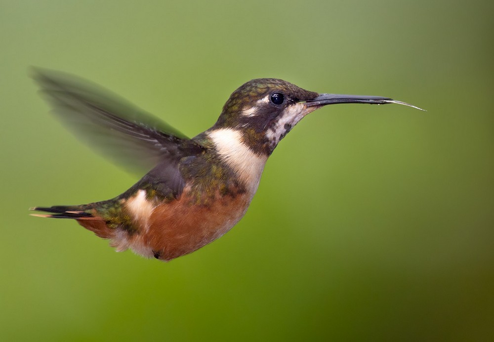 Colibrí de Mitchell - ML205993801