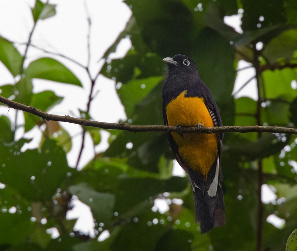 Green-backed Trogon - Lars Petersson | My World of Bird Photography