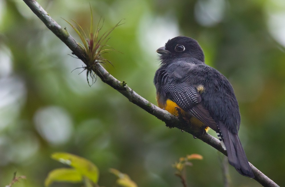 Gartered Trogon - Lars Petersson | My World of Bird Photography