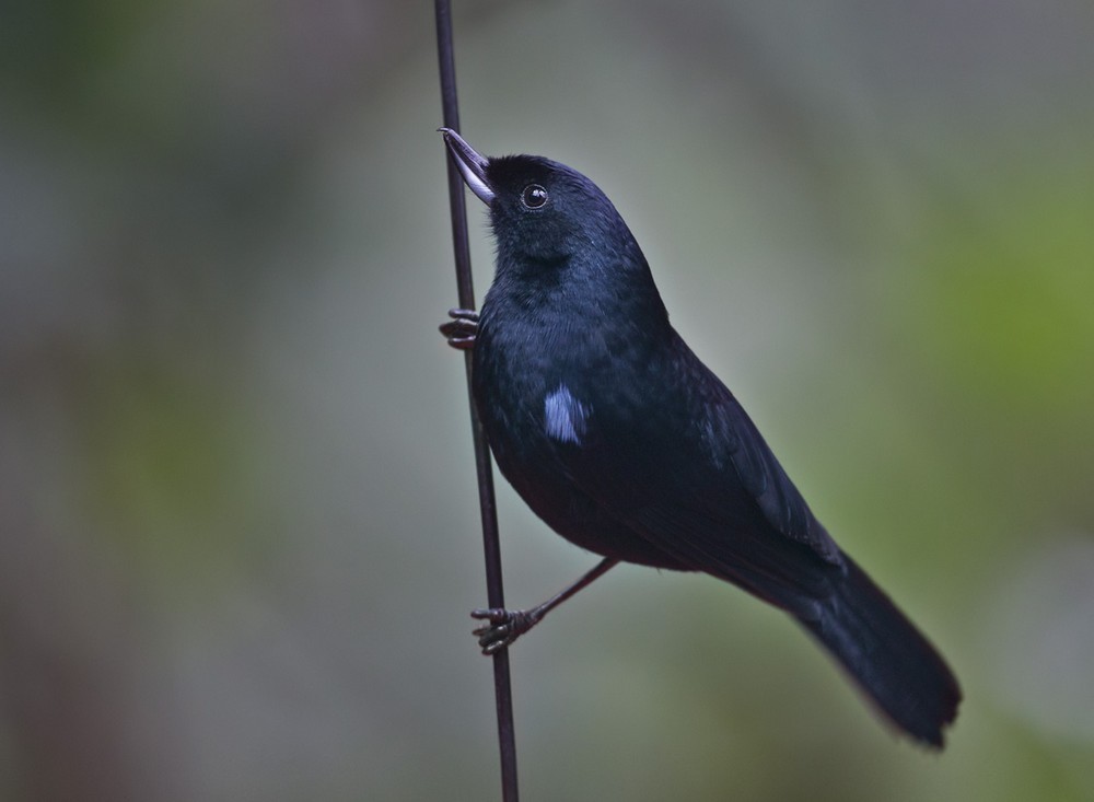 Glossy Flowerpiercer - ML205994211