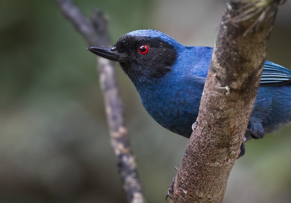 Masked Flowerpiercer - ML205994251