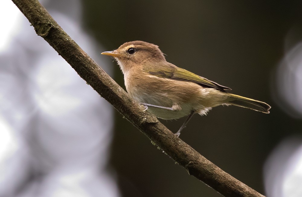 Brown Woodland-Warbler - Lars Petersson | My World of Bird Photography