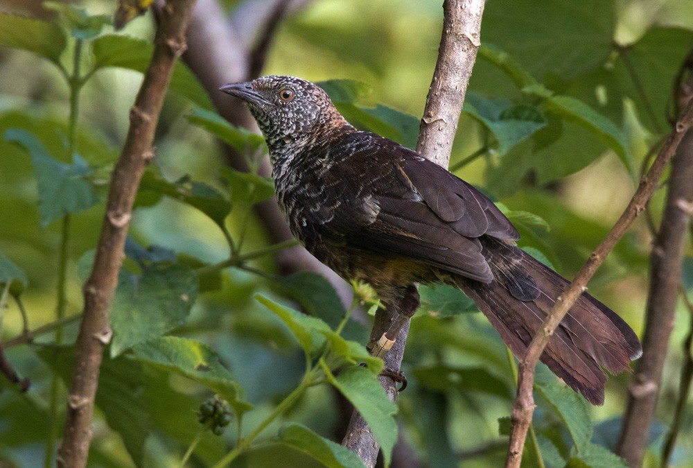 Hinde's Pied-Babbler - Lars Petersson | My World of Bird Photography