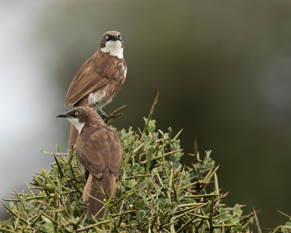 Northern Pied-Babbler - Lars Petersson | My World of Bird Photography