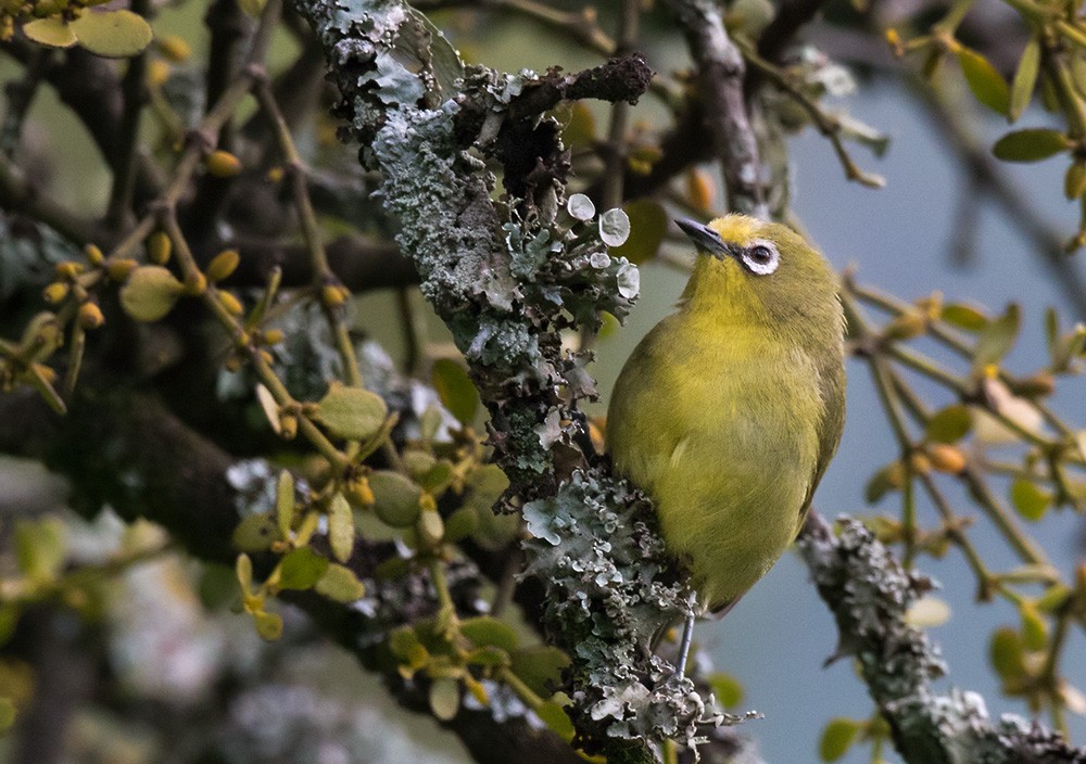 Northern Yellow White-eye - ML205994491