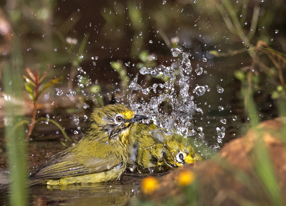 Northern Yellow White-eye - ML205994511