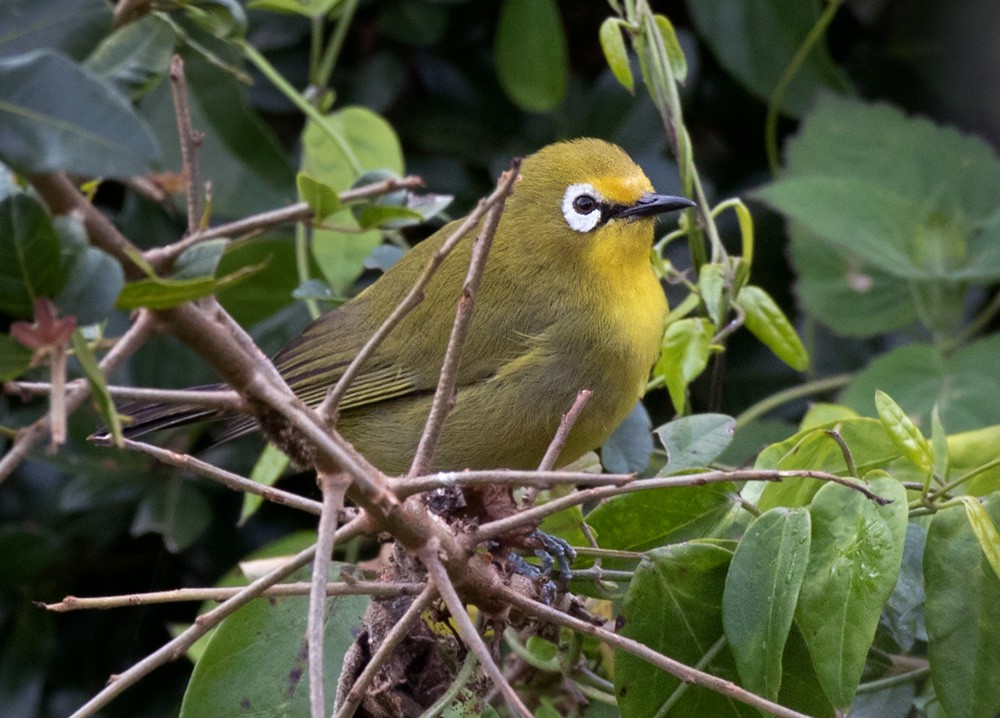 Northern Yellow White-eye - Lars Petersson | My World of Bird Photography