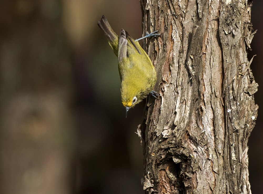 Northern Yellow White-eye - Lars Petersson | My World of Bird Photography