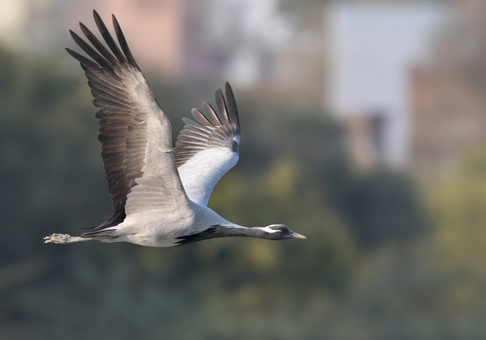 Demoiselle Crane - ML205994591