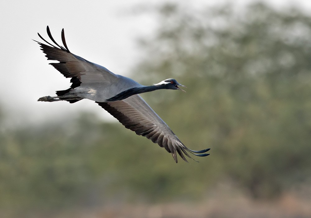 Demoiselle Crane - ML205994601