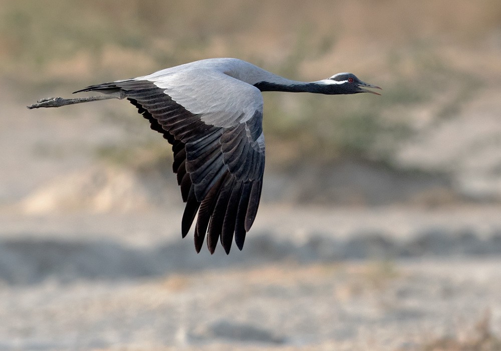 Demoiselle Crane - ML205994621