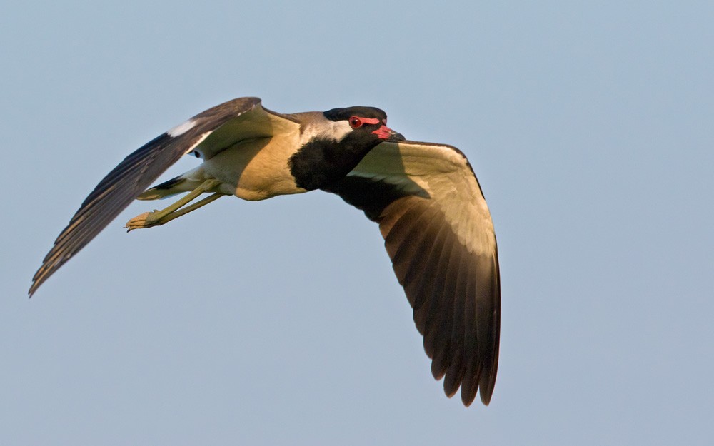 Red-wattled Lapwing - ML205994721