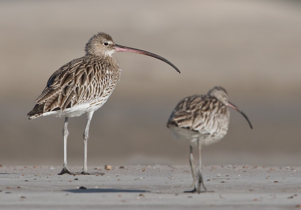 Eurasian Curlew - Lars Petersson | My World of Bird Photography