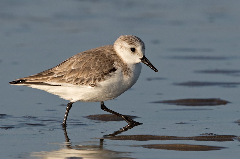 Sanderling - Lars Petersson | My World of Bird Photography