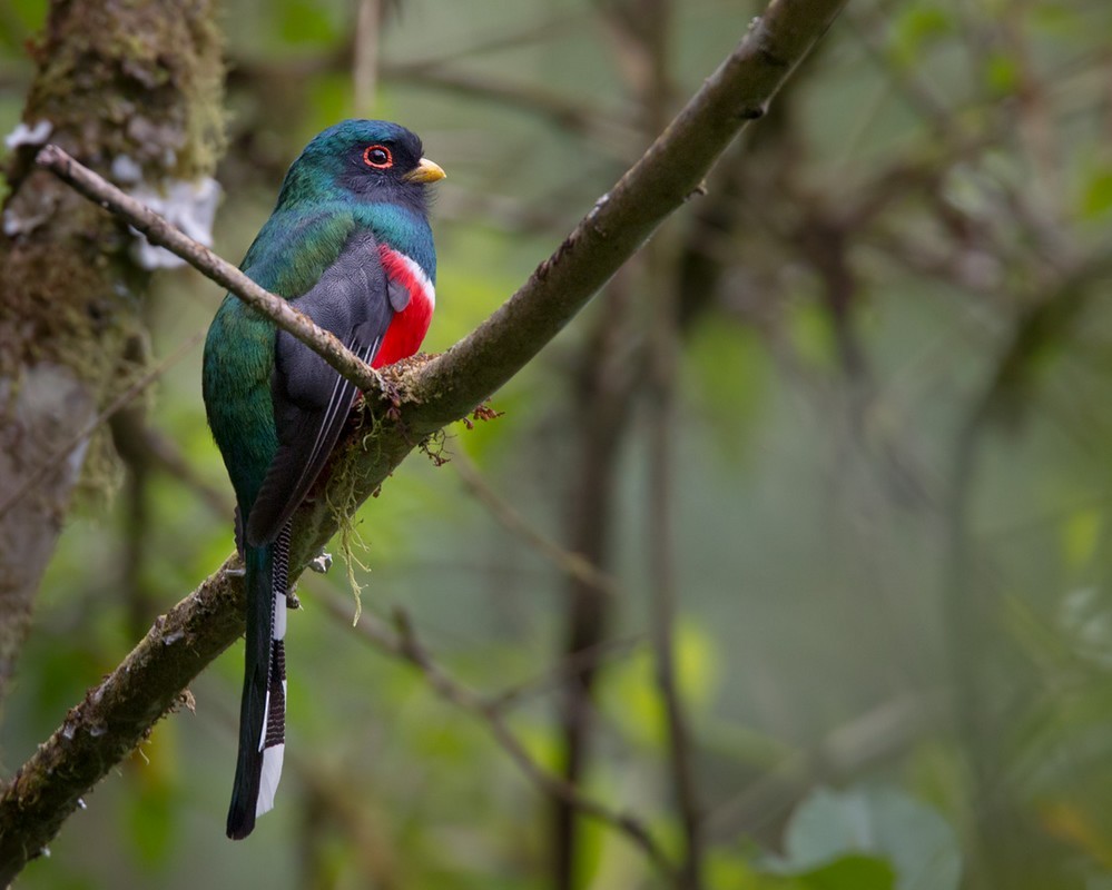 Masked Trogon - ML205995201