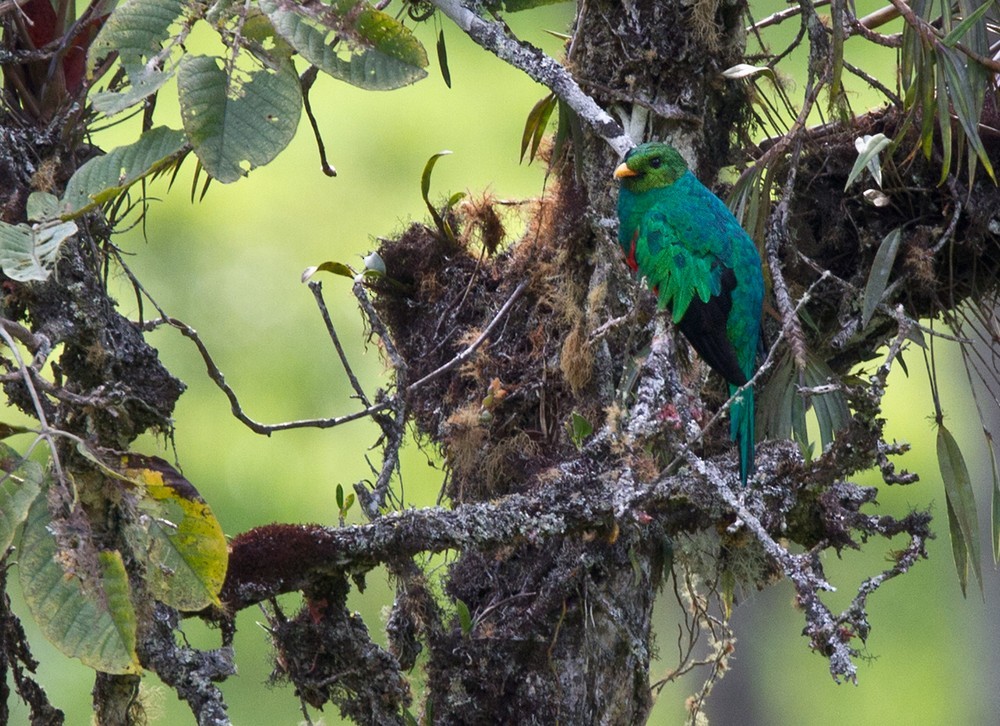 Golden-headed Quetzal - ML205995231