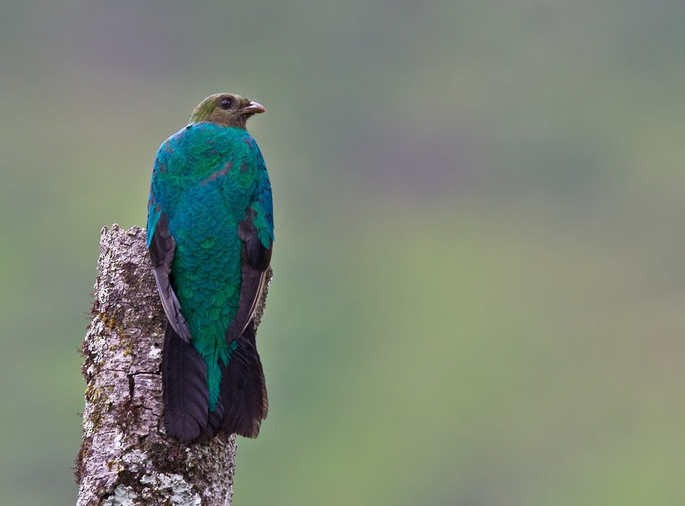 Golden-headed Quetzal - ML205995241