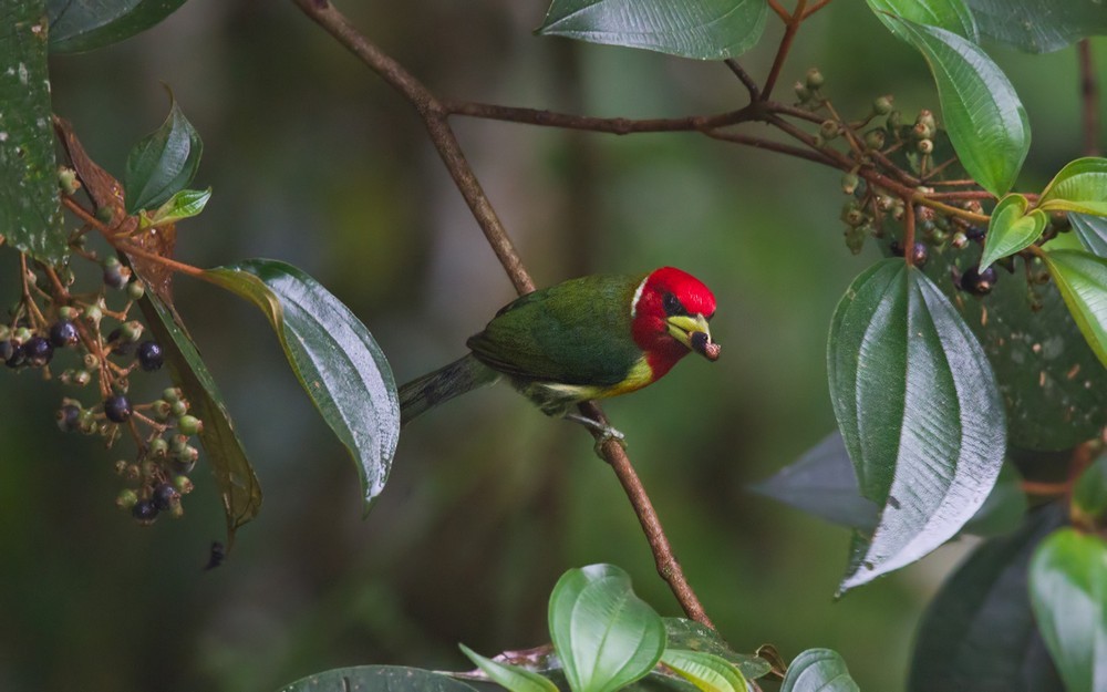 Red-headed Barbet - ML205995361