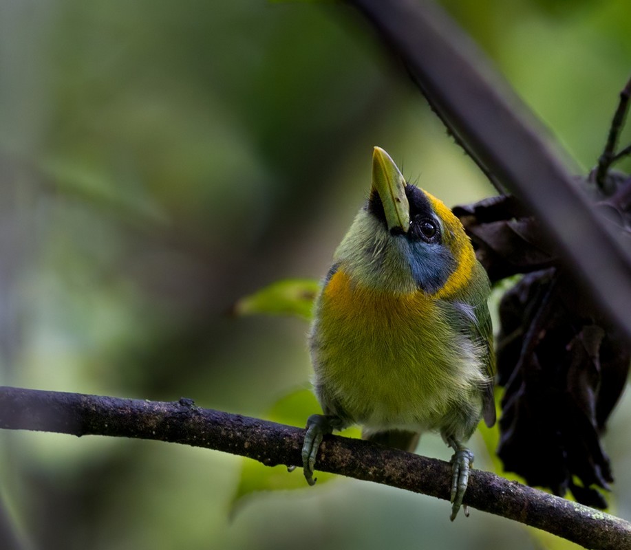 Red-headed Barbet - ML205995381