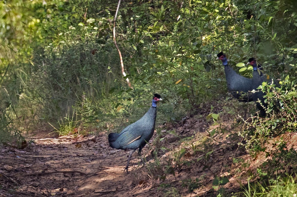 Eastern Crested Guineafowl - ML205995671