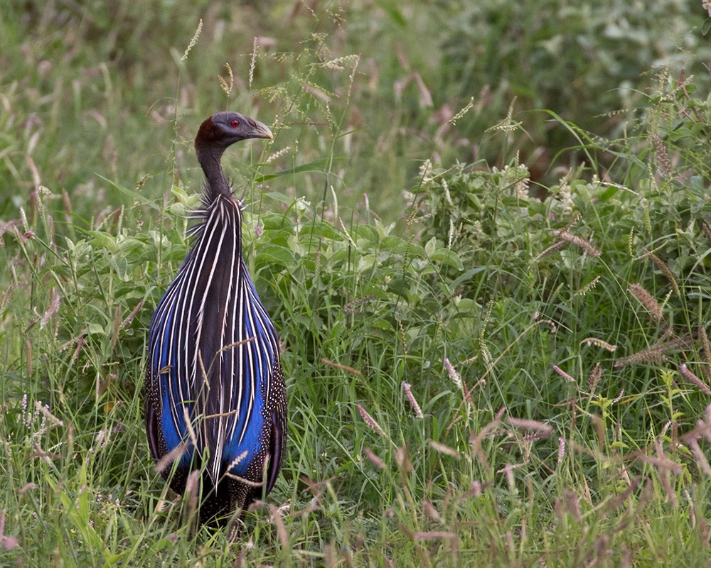 Vulturine Guineafowl - ML205995681