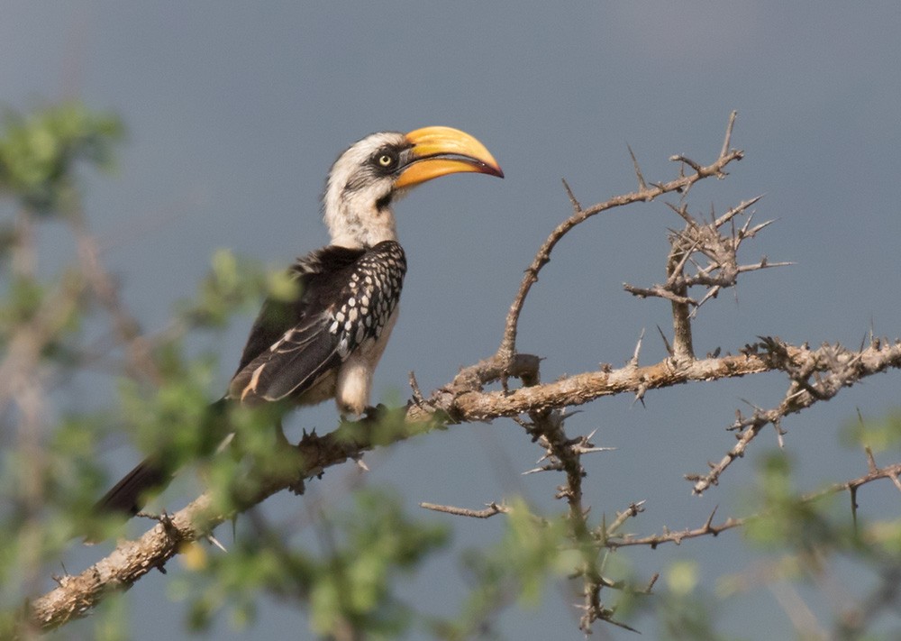 Eastern Yellow-billed Hornbill - ML205995731