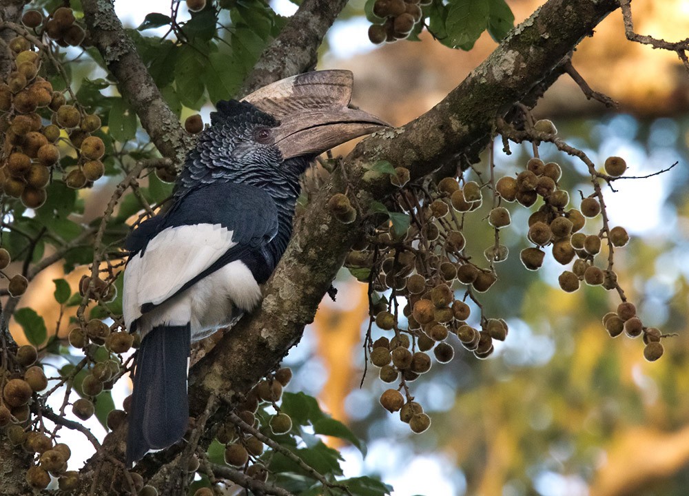 Black-and-white-casqued Hornbill - ML205995821