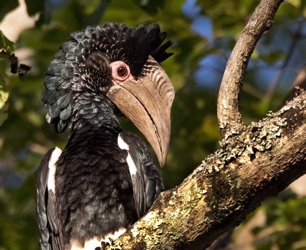 Black-and-white-casqued Hornbill - ML205995831