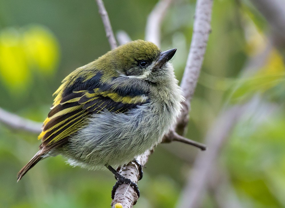 Moustached Tinkerbird - ML205995961