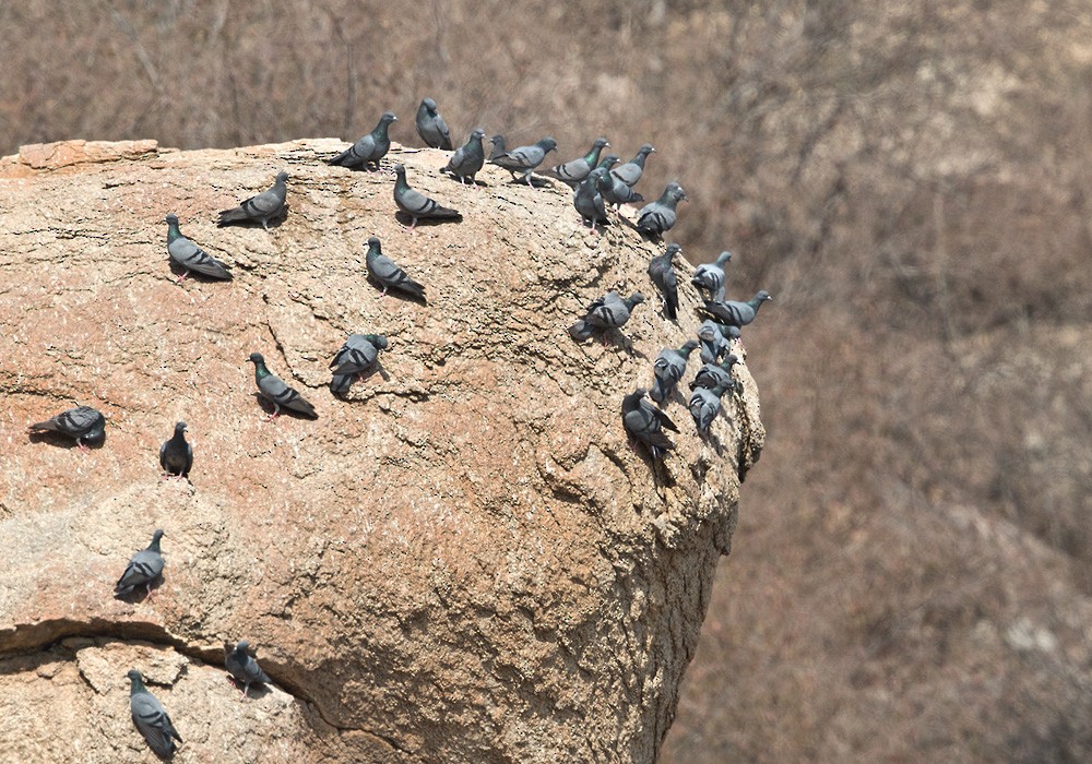 Rock Pigeon - Lars Petersson | My World of Bird Photography