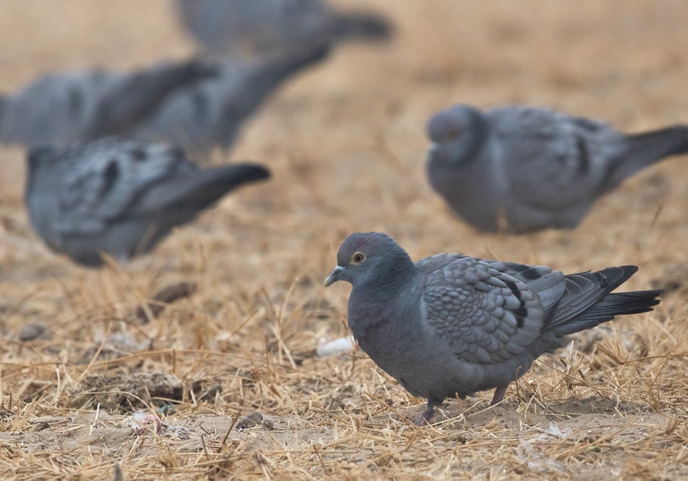 Yellow-eyed Pigeon - ML205996051