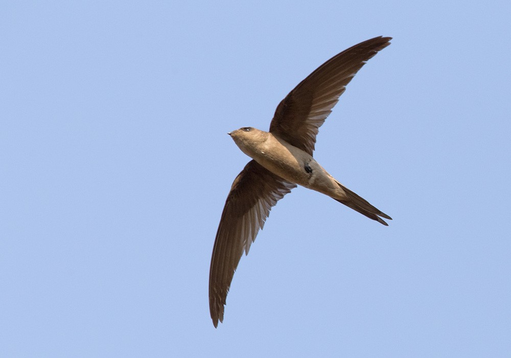 Asian Palm Swift - ML205996391