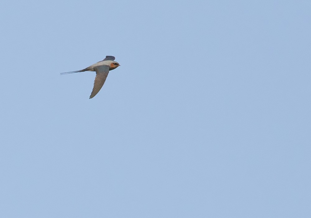 Crested Treeswift - ML205996421