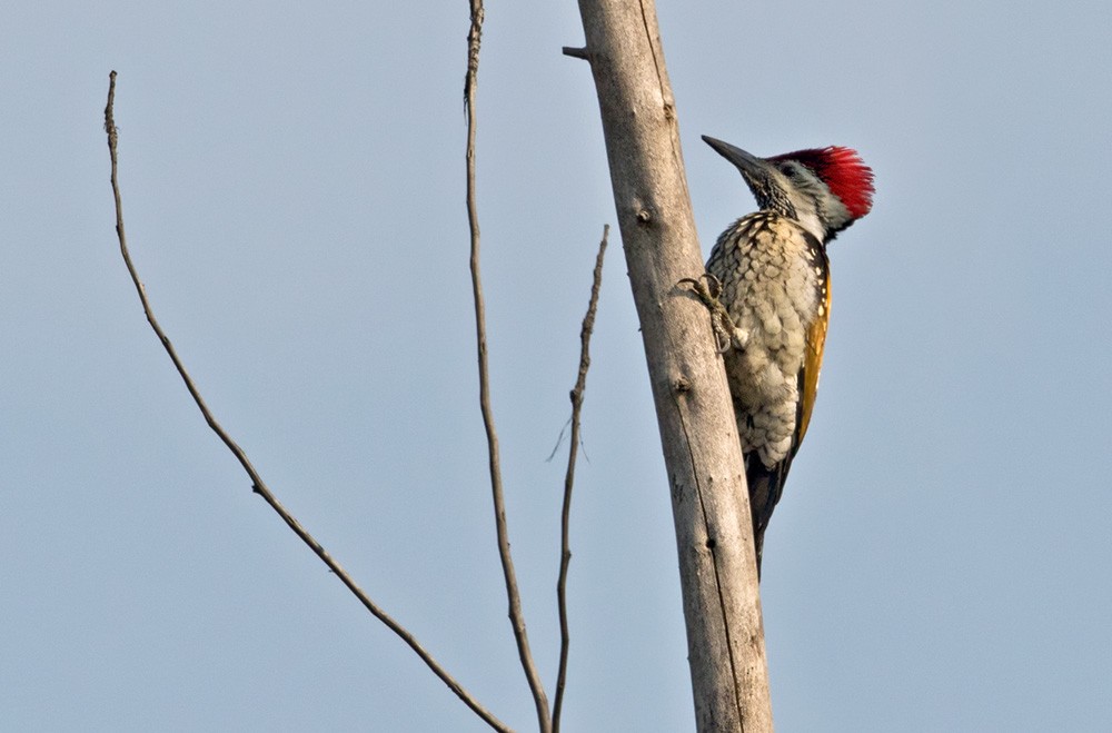 Black-rumped Flameback - ML205996551