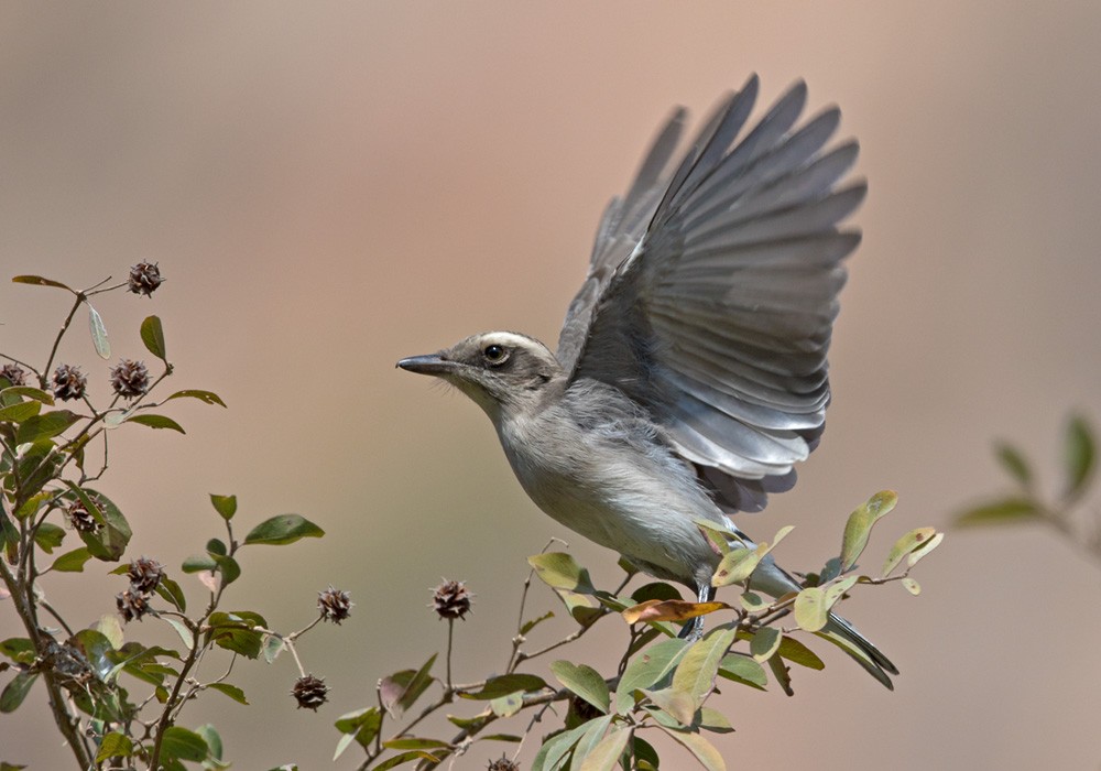 Common Woodshrike - Lars Petersson | My World of Bird Photography