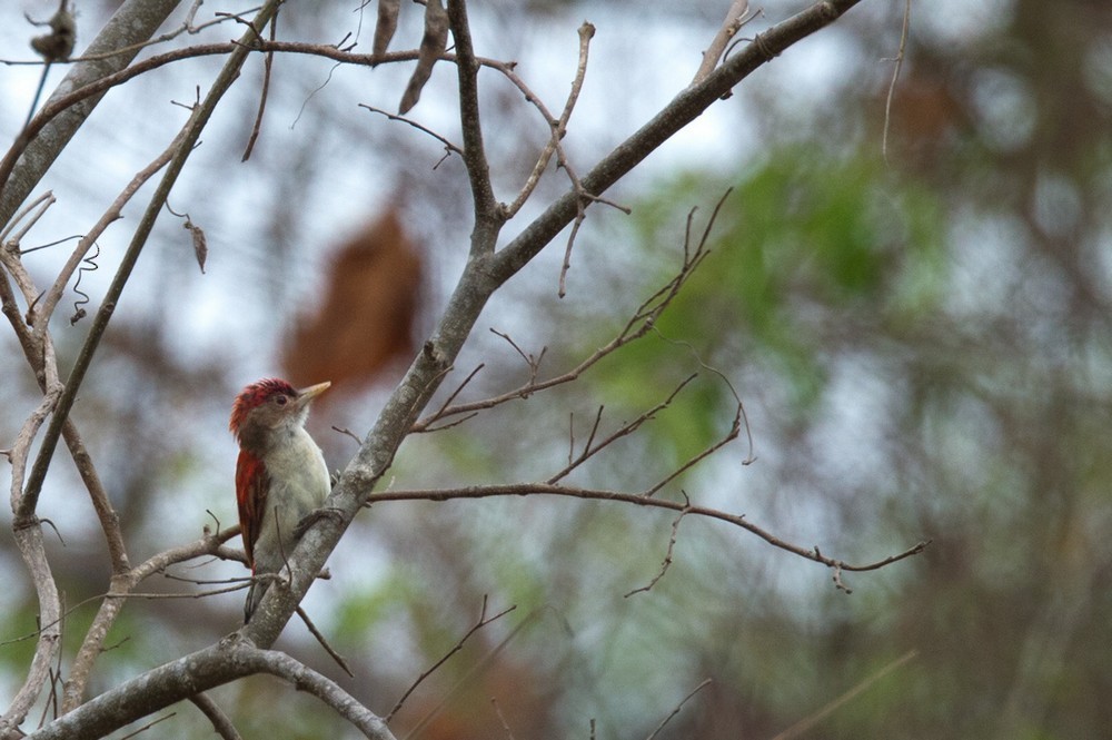 Scarlet-backed Woodpecker - ML205996761