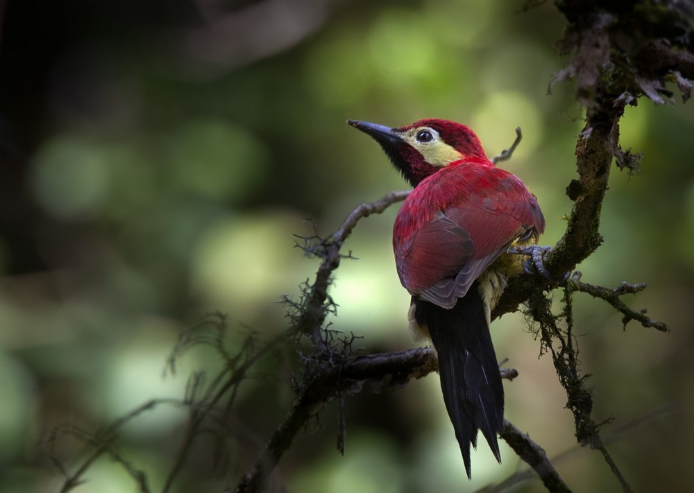 Crimson-mantled Woodpecker (Crimson-mantled) - Lars Petersson | My World of Bird Photography