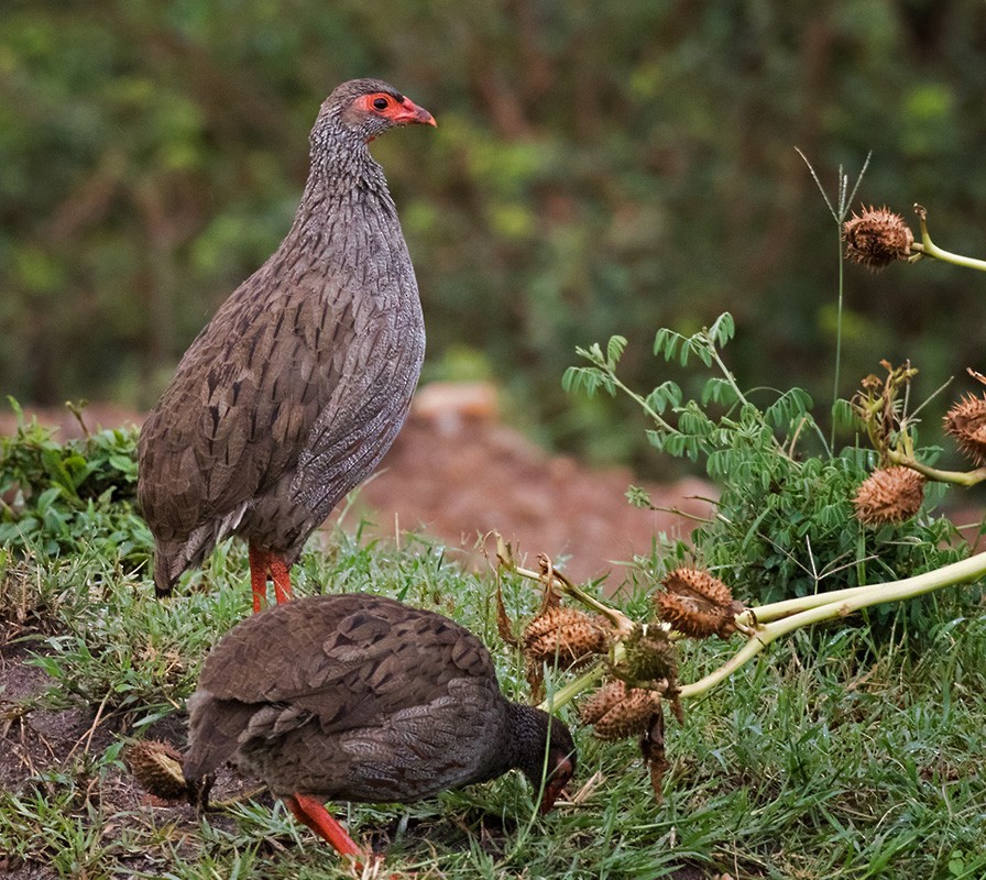 Red-necked Spurfowl (Cranch's) - ML205996861