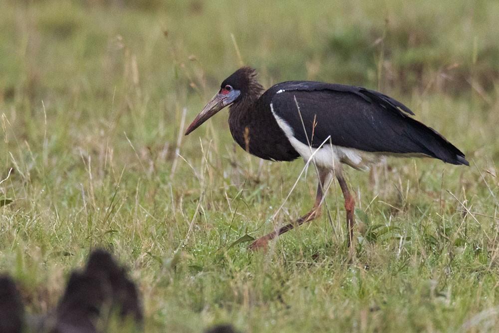 Abdim's Stork - ML205996951