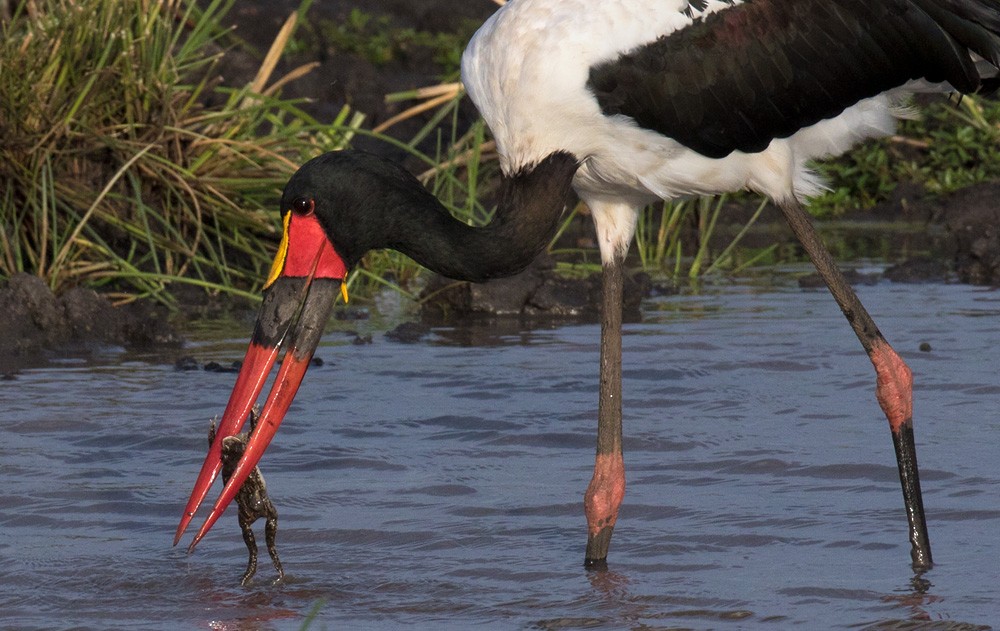 Saddle-billed Stork - ML205996981