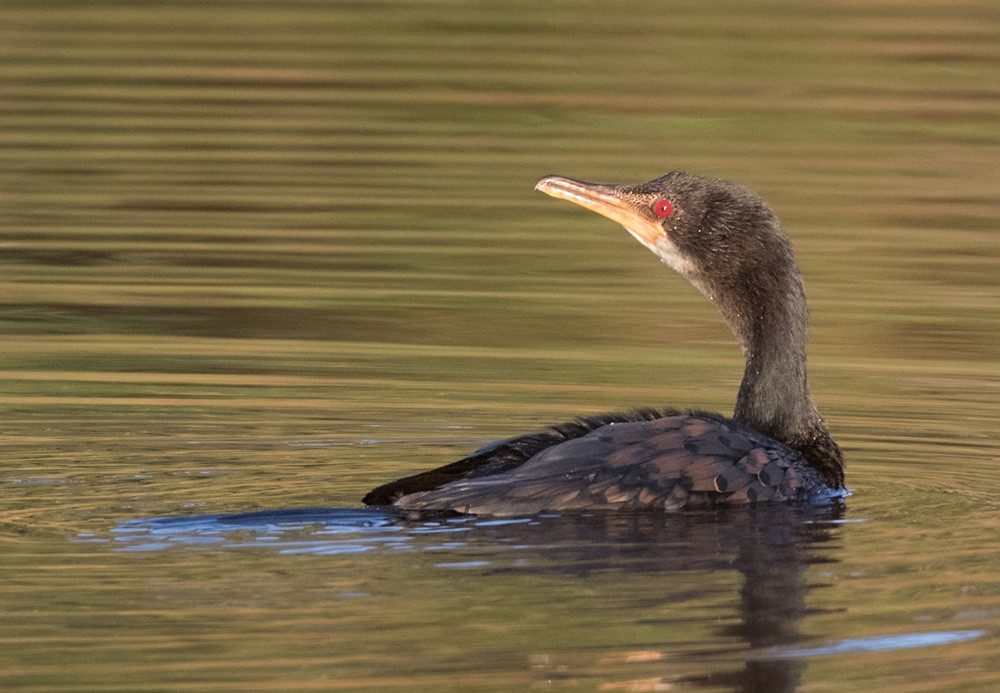 Long-tailed Cormorant - ML205997081