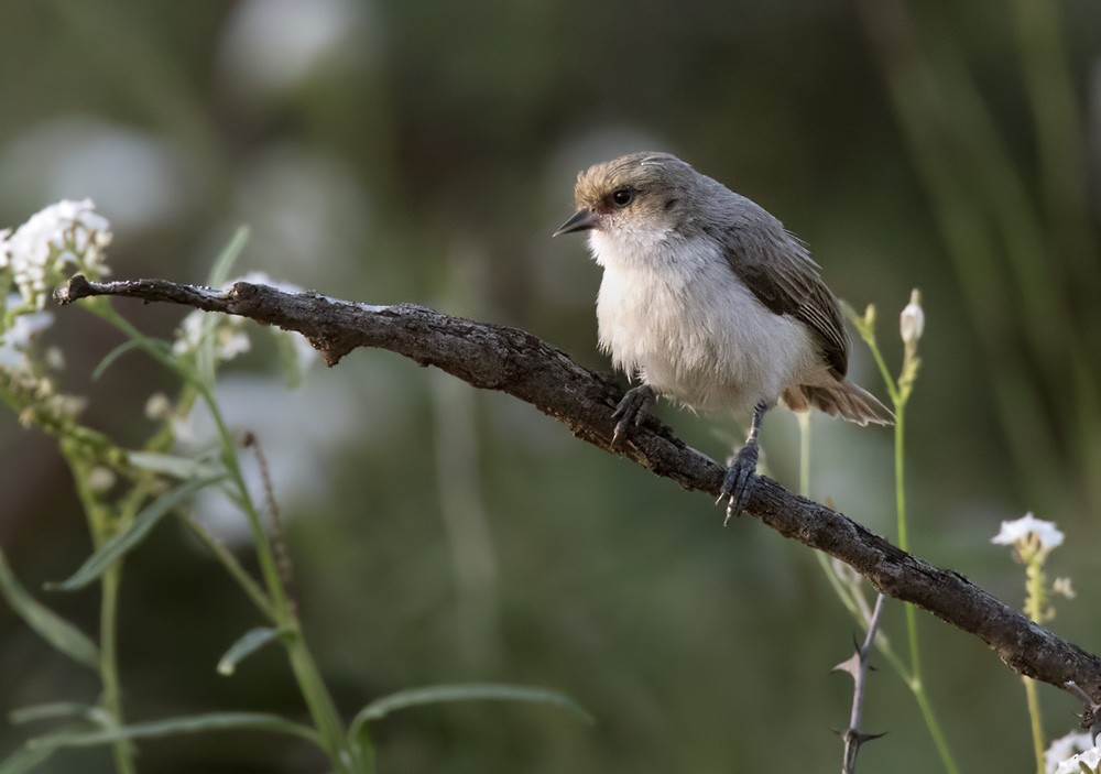 Mouse-colored Penduline-Tit - Lars Petersson | My World of Bird Photography