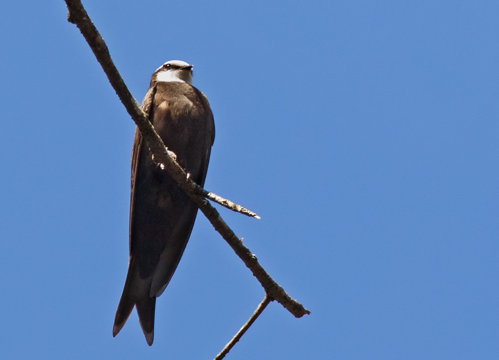 White-headed Sawwing (White-headed) - Lars Petersson | My World of Bird Photography