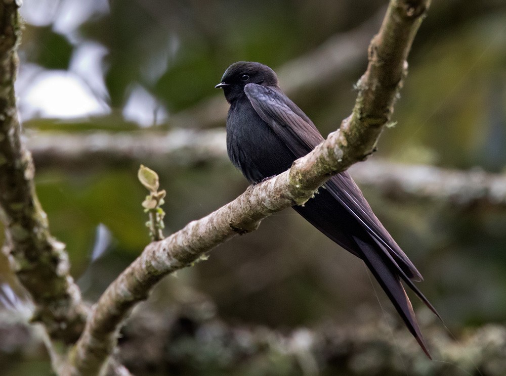 Black Sawwing - Lars Petersson | My World of Bird Photography