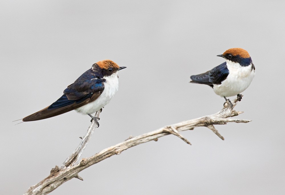 Wire-tailed Swallow - Lars Petersson | My World of Bird Photography