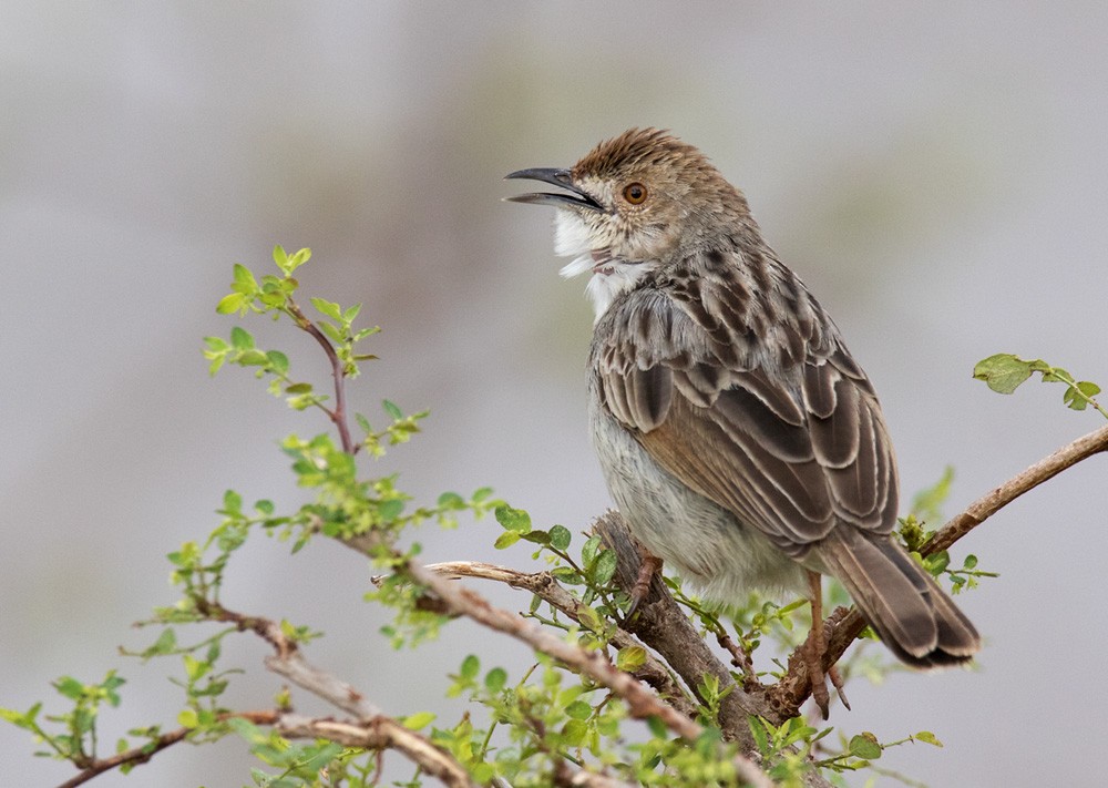 Rattling Cisticola - ML205997431