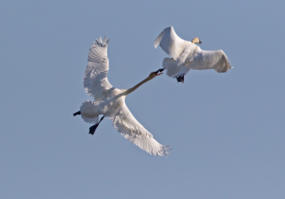 Tundra Swan (Whistling) - ML205997491