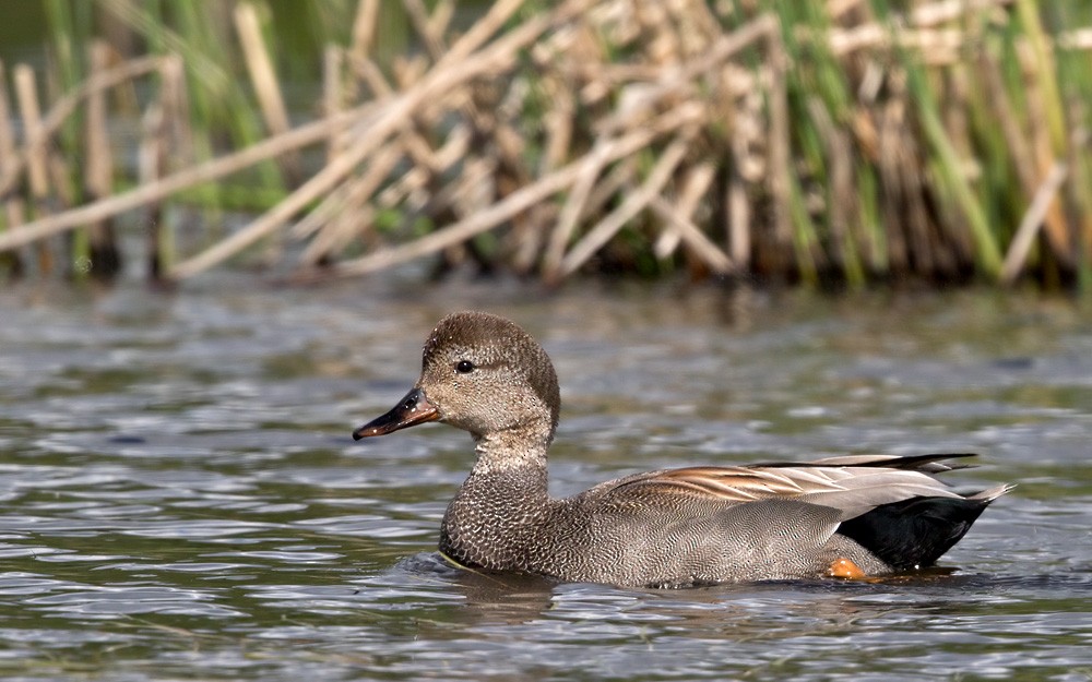 Gadwall (Common) - ML205997671