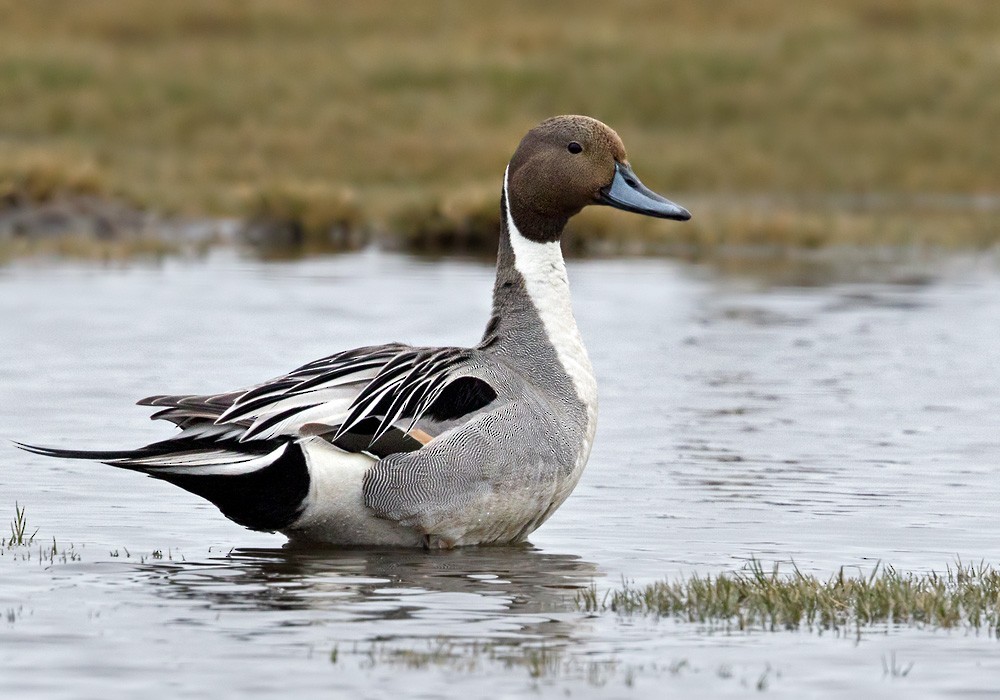 Northern Pintail - ML205997721